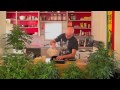 Cloning Medicinal MJ and Seed Germination