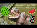 Hippo eating watermelon tiktok compilation 2021  animal corner