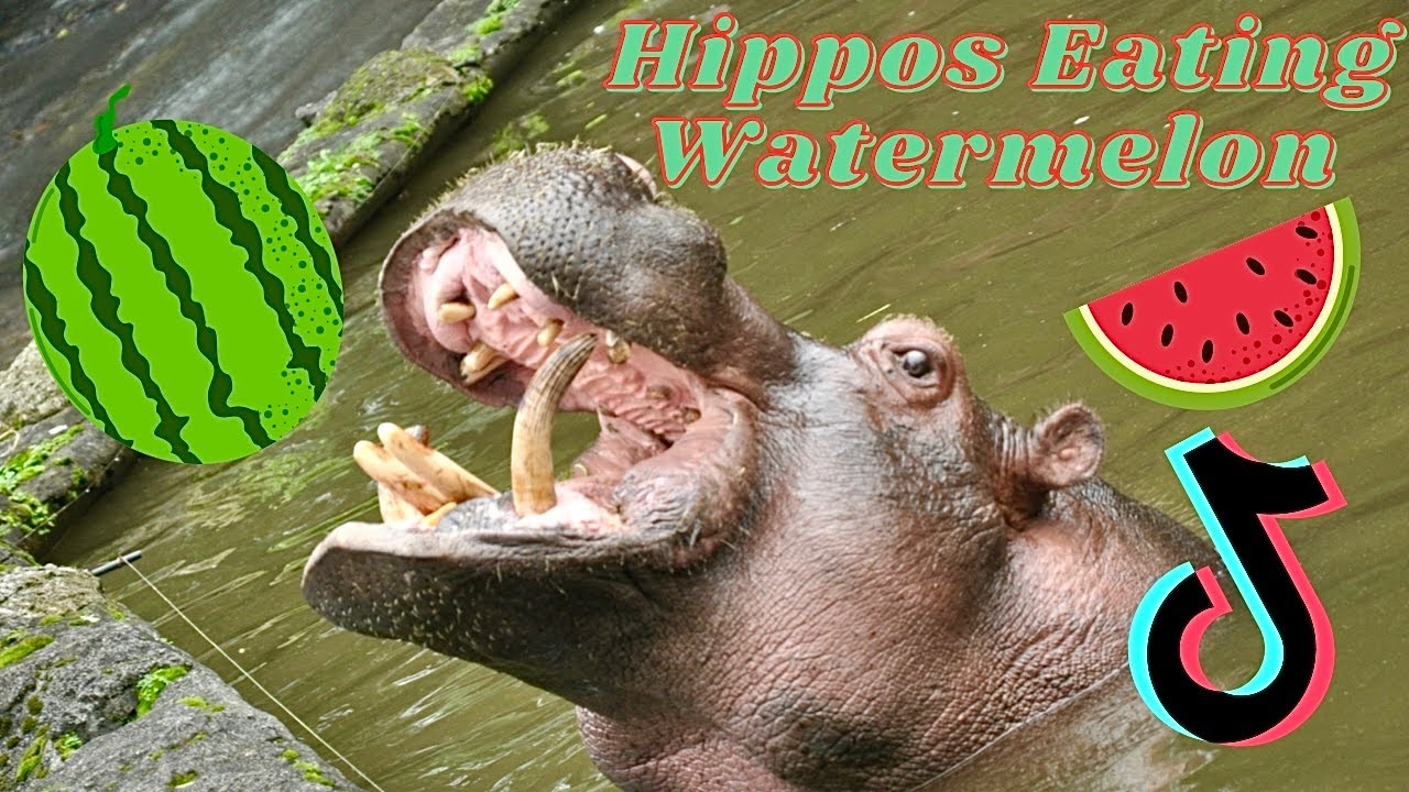 Hippo Eating Watermelon TikTok Compilation 2021 Animal Corner YouTube