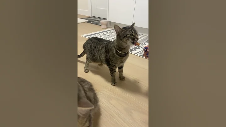 Video 10097521: mainecoon cat funnycats cutecats, mainecoon catlover funnycats, mainecoon eating