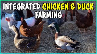 Integrated Chicken and Duck Farming