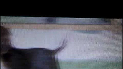 Nintendogs Help and Advice: All Breeds of Dogs Part 2!