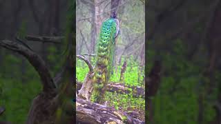Peacock 🦚#nemali #animal #nature