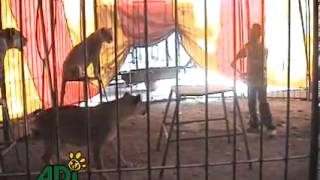 Maltrato Y Violencia De Animales En Circos De Todo El Mundo...