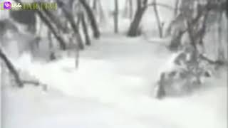 The rare footage of a siberian tiger running from two small dogs.