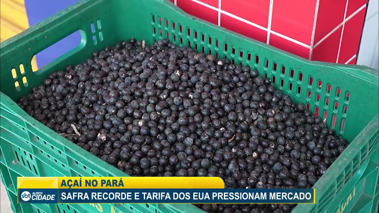 AÇAÍ NO PARÁ: SAFRA RECORDE E TARIFA DOS EUA PRESSIONAM MERCADO