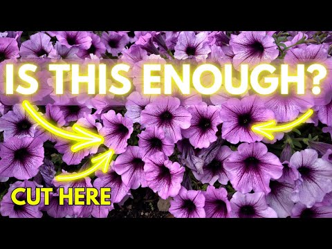 Video: Thông tin vềPetunia Deadheading - Bạn có phải Deadhead Petunias