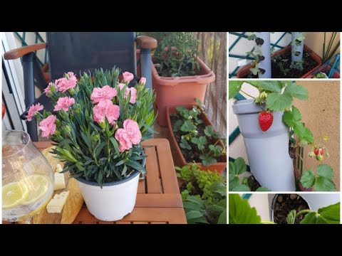 Видео: Стари жители на моята градина