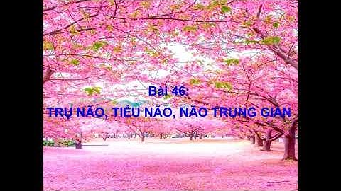 So sánh trụ não tiểu não và não trung gian năm 2024