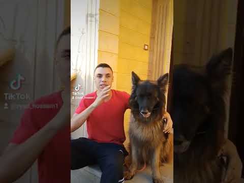 تجيب دراي فود اية لجرو شهرين