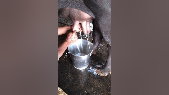 Milk in time buffalo murra bhains #milk #dairyfarm #murrahbuffalodairyfarm #murrachoti #dudh##shorts