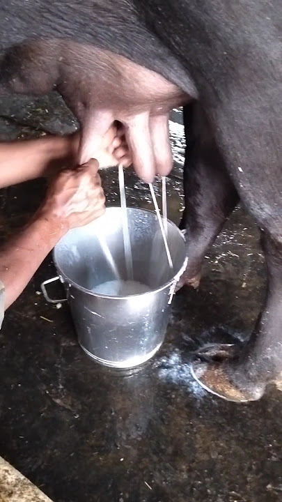 Milk in time buffalo murra bhains #milk #dairyfarm #murrahbuffalodairyfarm #murrachoti #milk##shorts