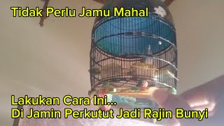 Cara ampuh agar perkutut rajin bunyi ala pakde bagyo