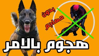 ٤ خطوات لتدريب كلب على الهجوم بالأمر بدون مهاجم تقدر تعلمه بنفسك .. dog training attack