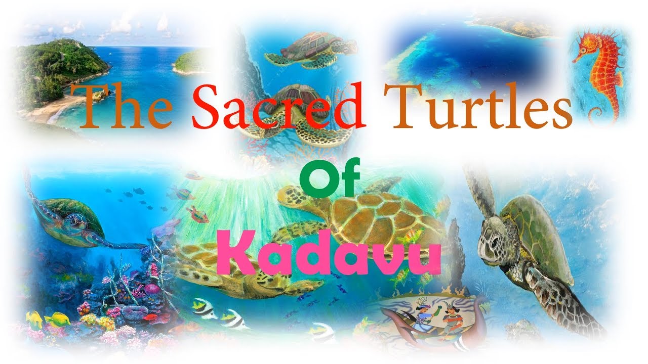 The Sacred Turtles Of Kadavu Activities The Sacred Turtles Of Kadavu Activities