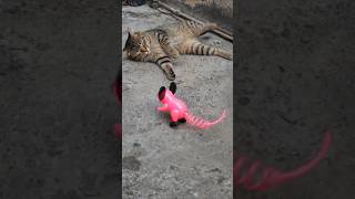 khud ko viral 😂😂 #cat #funny @fun @nhinhi7610 @love @cute