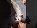 猫の癒し動画
