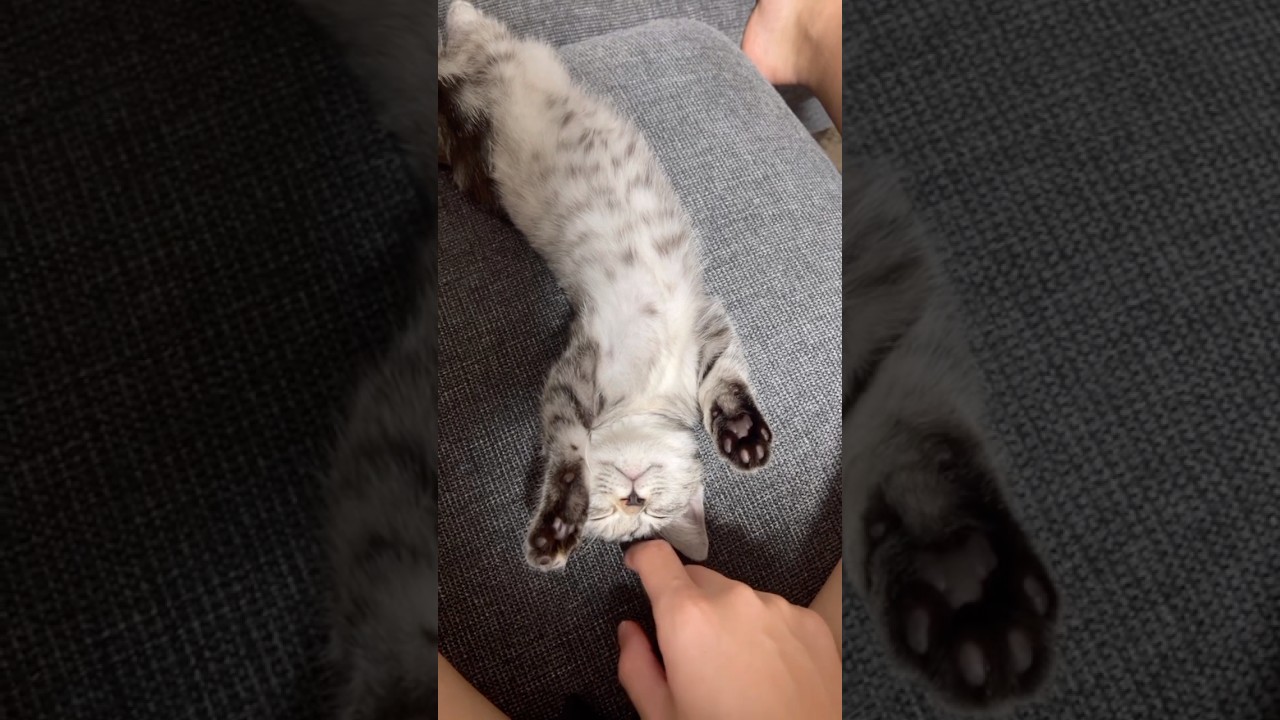 猫の癒し動画