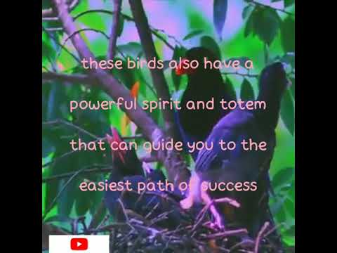 magpies symbolic and meaning