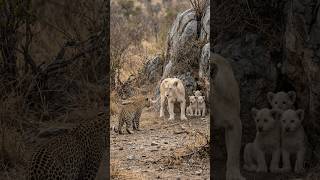 Rare White Lion Cubs Cornered by a Hungry Leopard Near a Rocky Outcrop🦁 #pridelife #whitelion