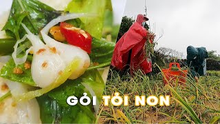 TỎI NON LÝ SƠN – Đặc sản không thể bỏ qua khi tới Lý Sơn • Hải Sản Lý Sơn