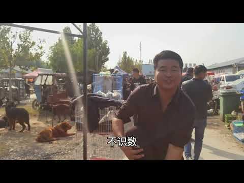 宠物市场各种热门宠物狗一起来看看吧