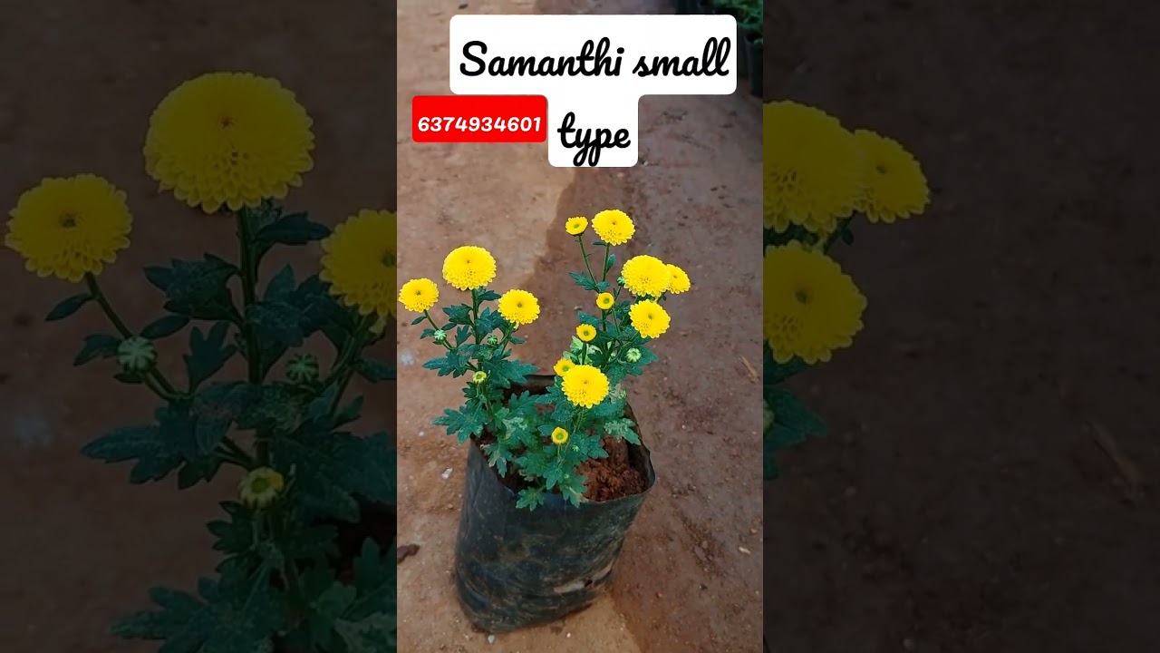 small type samanthi