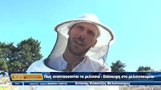 Πως αναπτύσσονται τα μελίσσια   Επίσκεψη στο μελισσοκομείο