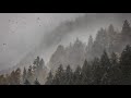 • 1 HOURS • Mountain Rain &amp; Thunderstorm Sleep Sounds - Ambient Noise For Sleep &amp; Meditation