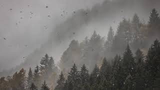 • 1 HOURS • Mountain Rain &amp; Thunderstorm Sleep Sounds - Ambient Noise For Sleep &amp; Meditation