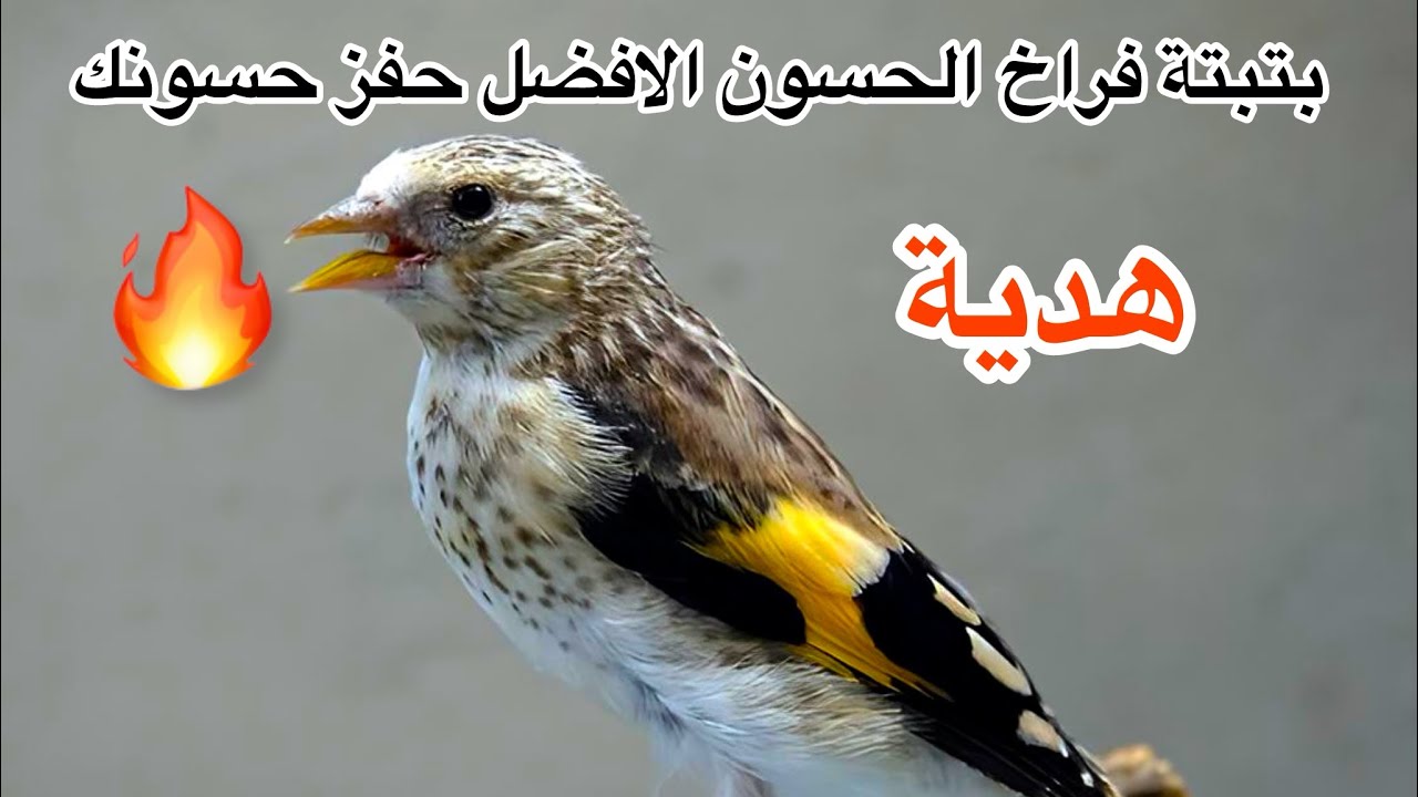 الحسون المقنين | بتبتة فراخ الحسون الافضل لتهييج الذكور | حفز حسونك 🔥🐦‍🔥❤️‍🔥