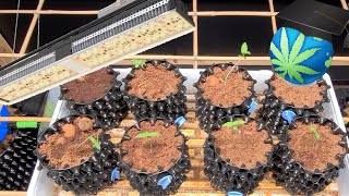 LED/HPS Flwr Mix Grow  01 - Seedlings w/ White Tips & Mars Hydro SP6500