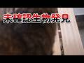 【緊急動画】 猫ちゃんを撮影したら未確認生物が、、、 #猫 #緊急 #uma