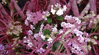 RHS Tatton Park Virtual Flower Show 2020