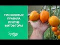 Три золотых правила против фитофторы