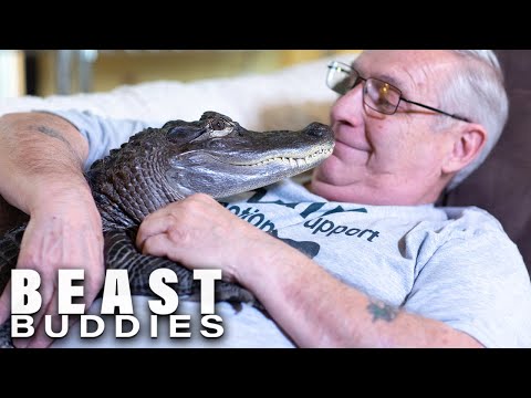 Video: Pennsylvania Man Holder Gator Som Emotional Support Animal