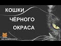 Кошки чёрного окраса.