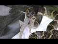腹ペコのヘビがヤモリを丸呑みにする瞬間