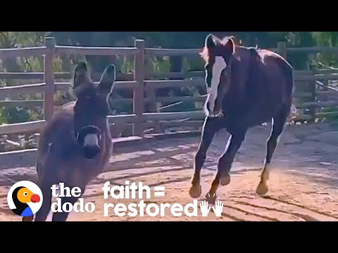 Rescued Wild Horse Loves To Play With A Little Donkey | The Dodo Faith = Restored