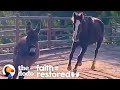 Rescued Wild Horse Loves To Play With A Little Donkey | The Dodo Faith = Restored