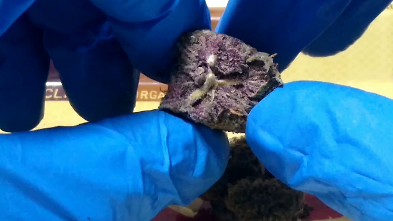 Grandiflora Genetics: Zkittles X 41510 (Indica Hybrid) weed review