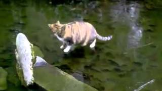 Cat On Thin Ice