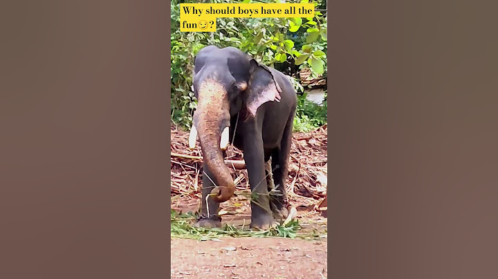 Have you ever touched an elephant...else come to Kerala...we are elephant lovers though 😍🫶 #elephant