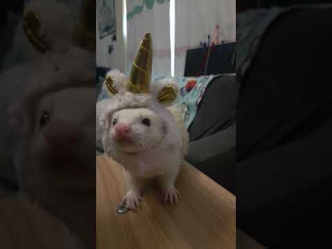 Duckacorn and Chichicorn