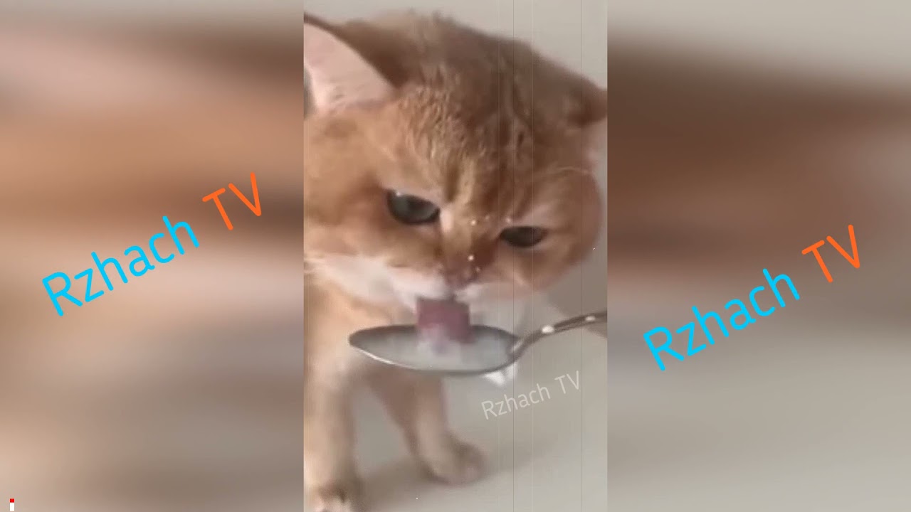 Лакает или лачетти
