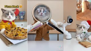 GATO COZINHEIRO DO TIKTOK (novo) by Pets do tiktok 92,966 views 2 years ago 4 minutes, 41 seconds