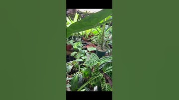 Did you know that there’s a Mojo plant species? 🤩 #classdojo