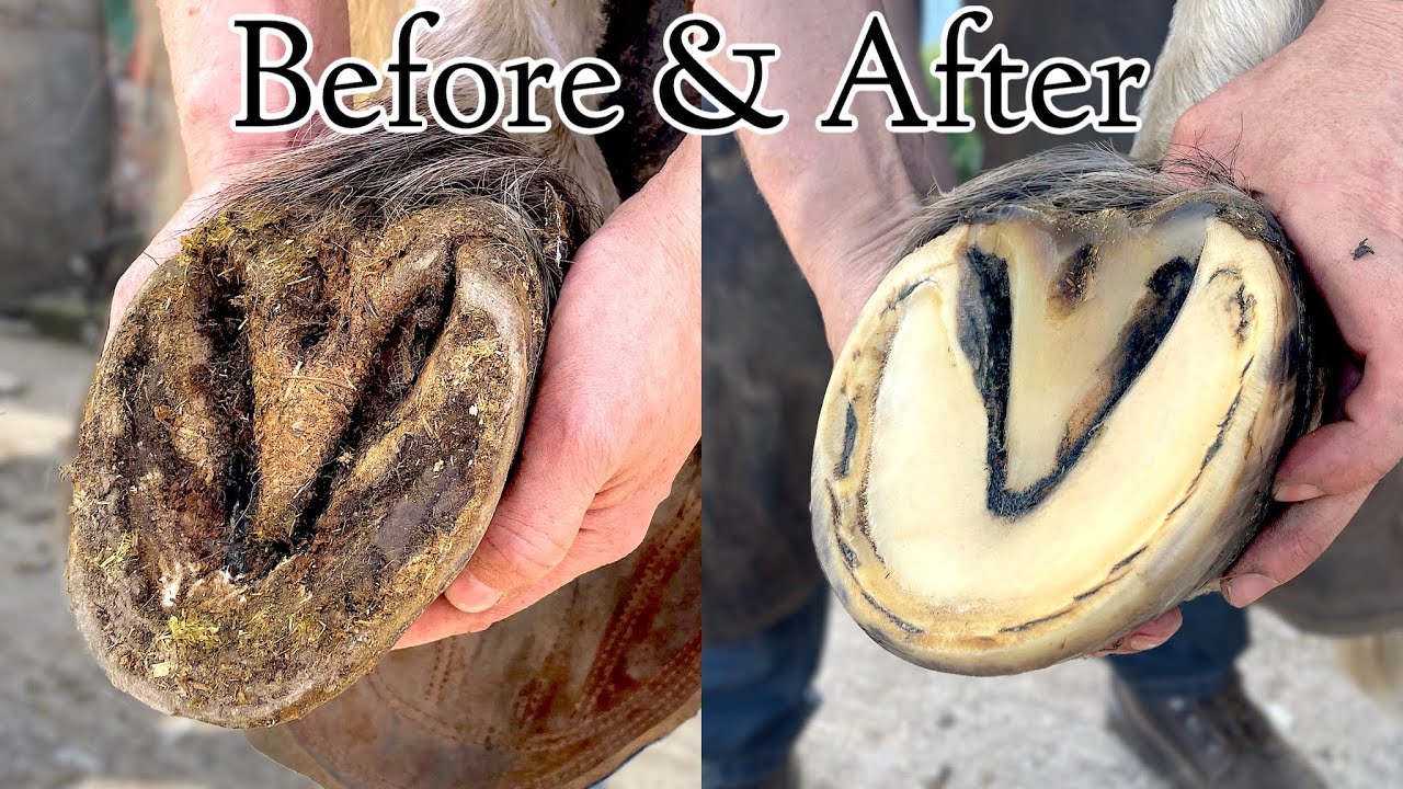 Satisfying Horse Hoof Trimming YouTube