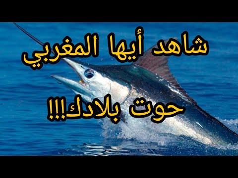 فيديو: ما هو طعم سمك أبو سيف؟