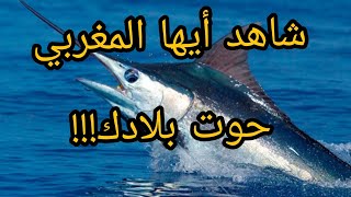 !!للأول مرة معلومات حصرية عن سمك أبو سيف!!!أحسن وقت للإستهلاكه!!!فروقات مهمة!إنتبه!!!